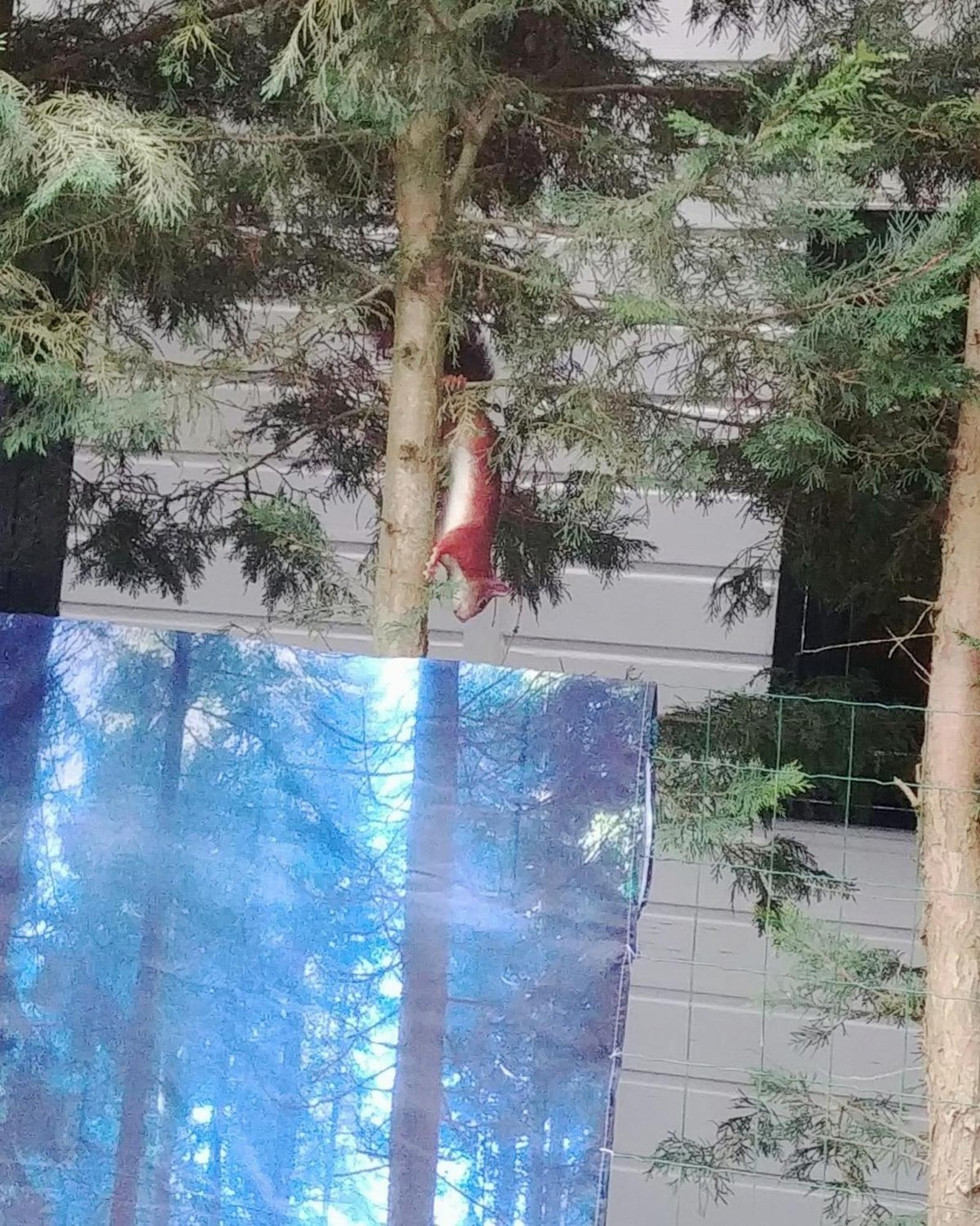 Chalet Op Een Rustig Park In De Natuur Putten Dış mekan fotoğraf