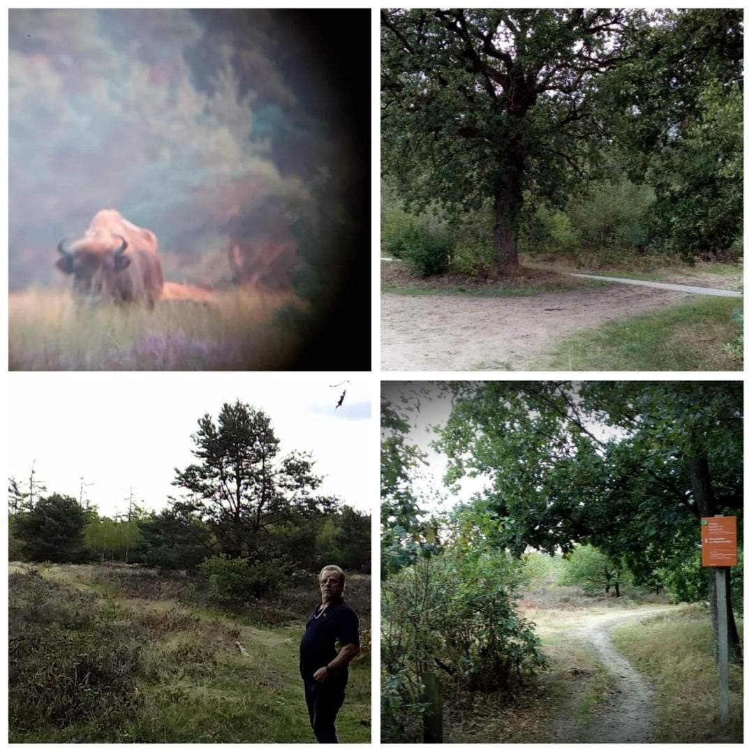 Chalet Op Een Rustig Park In De Natuur Putten Dış mekan fotoğraf